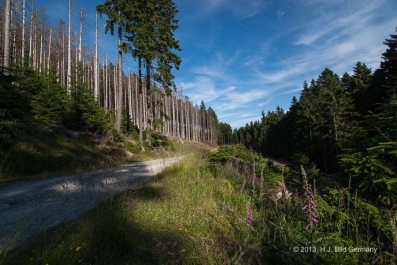 Sommerliche Harzfotos_8