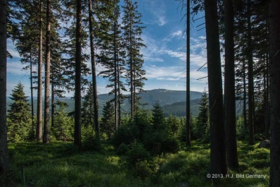 Sommerliche Harzfotos_9