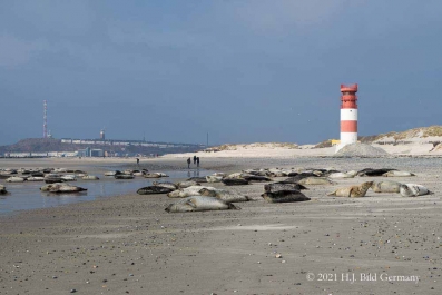 Helgolands Robben_23