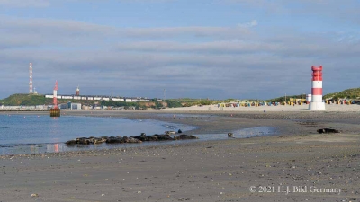 Helgolands Robben_24