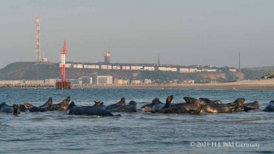 Helgolands Robben_25