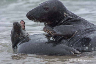 Helgolands Robben_28