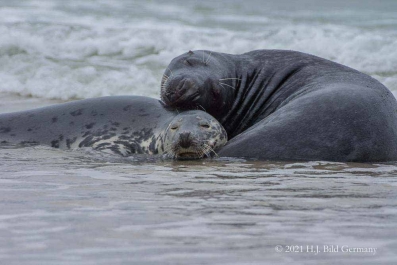 Helgolands Robben_29