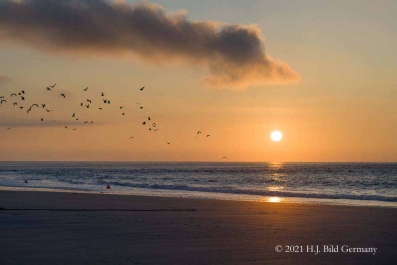 Helgolands Robben_30