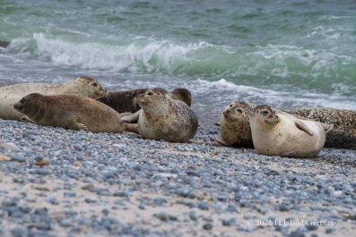 Helgolands Robben_5