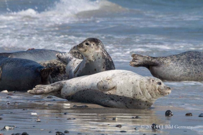 Helgolands Robben_6