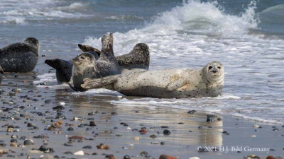 Helgolands Robben_7
