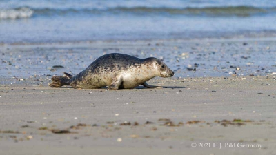 Helgolands Robben_9