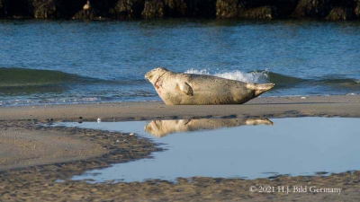 Helgolands Robben _11