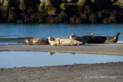 Helgolands Robben _12