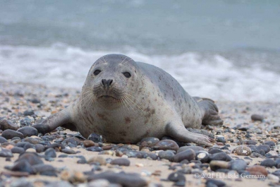 Helgolands Robben _15