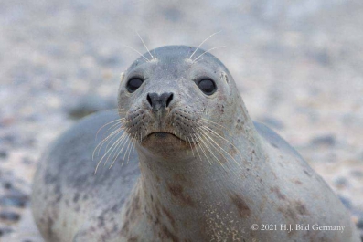 Helgolands Robben _18