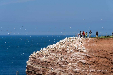 Rote Felsinsel Helgoland_39