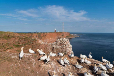 Rote Felsinsel Helgoland_40
