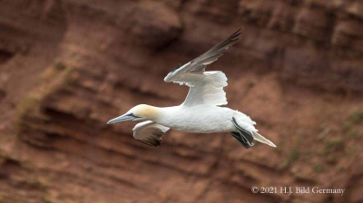 Vogelfelsen Helgoland_100