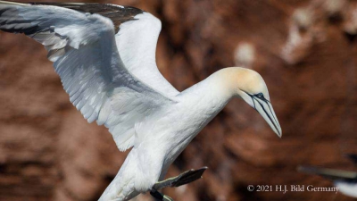 Vogelfelsen Helgoland_101
