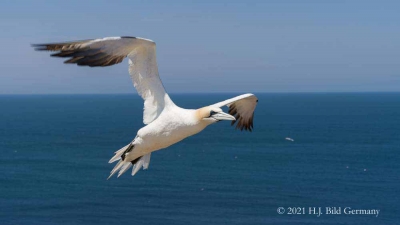 Vogelfelsen Helgoland_102