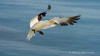 Vogelfelsen Helgoland_103