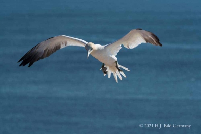 Vogelfelsen Helgoland_104