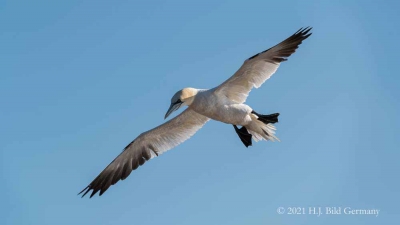 Vogelfelsen Helgoland_105