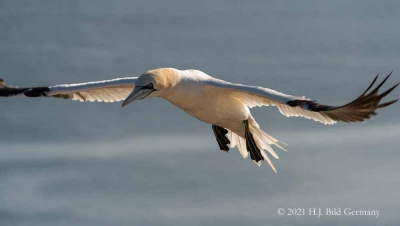 Vogelfelsen Helgoland_106