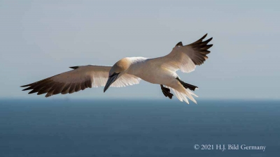 Vogelfelsen Helgoland_108