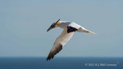 Vogelfelsen Helgoland_110