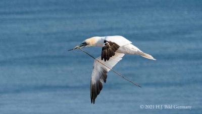 Vogelfelsen Helgoland_111