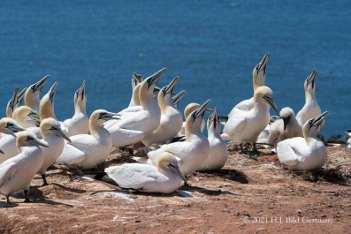 Vogelfelsen Helgoland_11