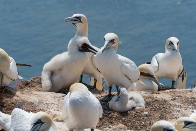 Vogelfelsen Helgoland_12