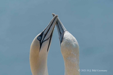 Vogelfelsen Helgoland_14