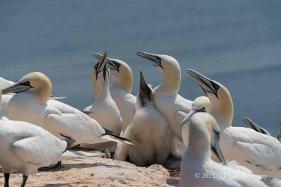Vogelfelsen Helgoland_15
