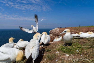 Vogelfelsen Helgoland_16
