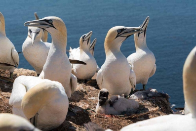 Vogelfelsen Helgoland_18