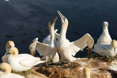 Vogelfelsen Helgoland_19