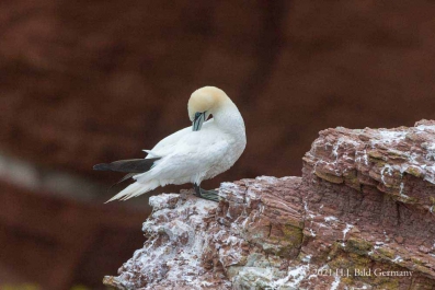 Vogelfelsen Helgoland_1