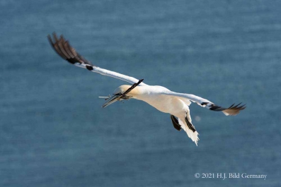 Vogelfelsen Helgoland_20