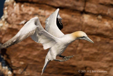 Vogelfelsen Helgoland_21