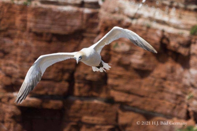 Vogelfelsen Helgoland_22