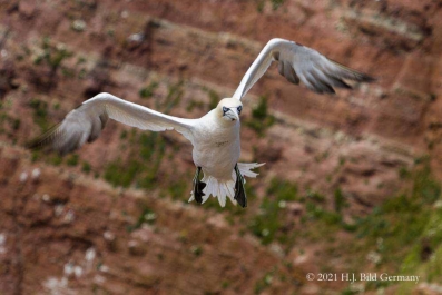 Vogelfelsen Helgoland_23
