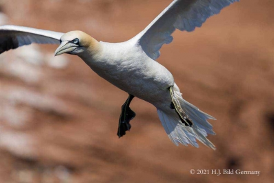 Vogelfelsen Helgoland_24