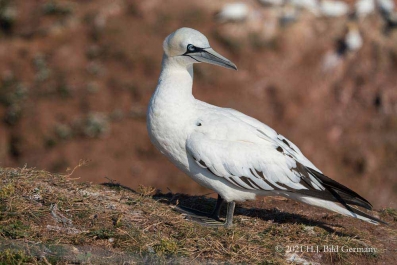 Vogelfelsen Helgoland_26