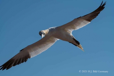 Vogelfelsen Helgoland_27