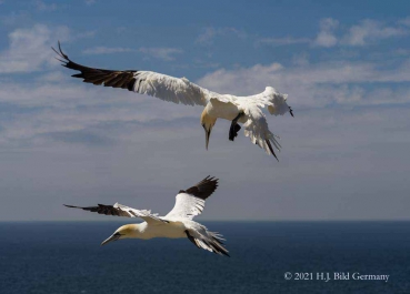 Vogelfelsen Helgoland_28