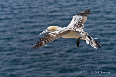 Vogelfelsen Helgoland_30