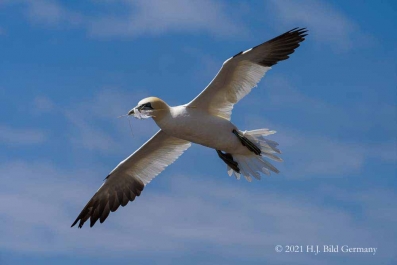 Vogelfelsen Helgoland_31