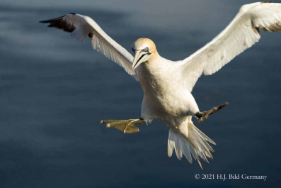 Vogelfelsen Helgoland_33