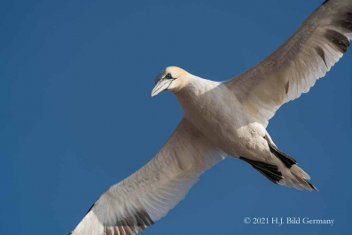 Vogelfelsen Helgoland_34