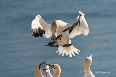 Vogelfelsen Helgoland_36