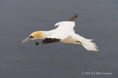 Vogelfelsen Helgoland_37
